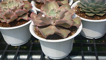 DSC03987.JPG DSC03987.JPG