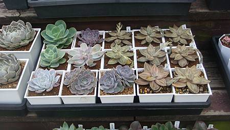 DSC03890.JPG DSC03890.JPG