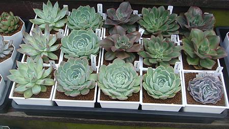 DSC03891.JPG DSC03891.JPG