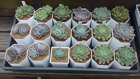 DSC03892.JPG DSC03892.JPG