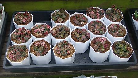 DSC03893.JPG DSC03893.JPG