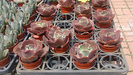 DSC03894.JPG DSC03894.JPG