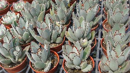 DSC03895.JPG DSC03895.JPG