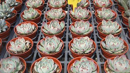 DSC03896.JPG DSC03896.JPG