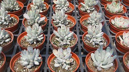 DSC03897.JPG DSC03897.JPG