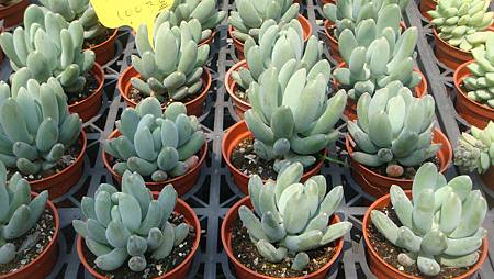 DSC03898.JPG DSC03898.JPG