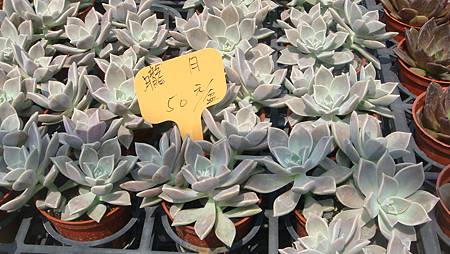 DSC03900.JPG DSC03900.JPG