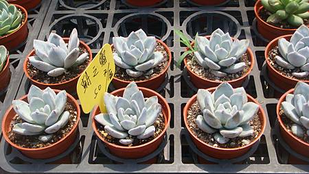 DSC03901.JPG DSC03901.JPG