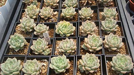 DSC03903.JPG DSC03903.JPG