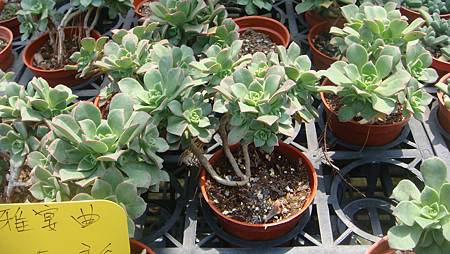 DSC03904.JPG DSC03904.JPG