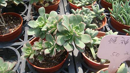 DSC03905.JPG DSC03905.JPG