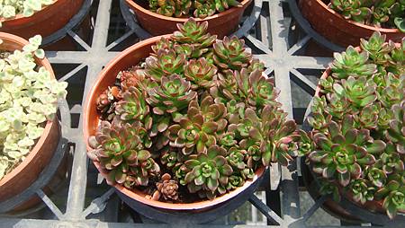 DSC03906.JPG DSC03906.JPG