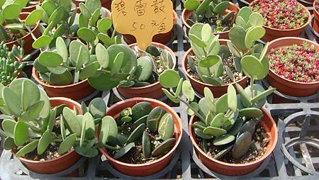 DSC03908.JPG DSC03908.JPG