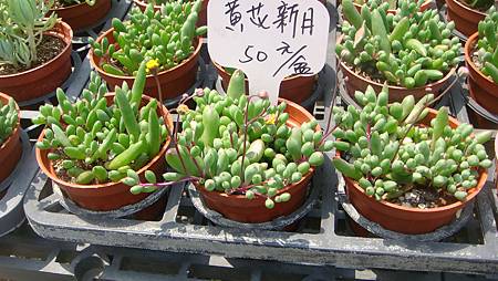 DSC03907.JPG DSC03907.JPG