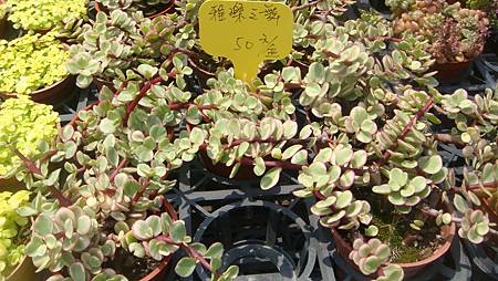 DSC03909.JPG DSC03909.JPG