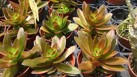 DSC03911.JPG DSC03911.JPG