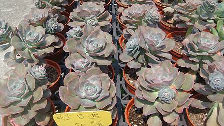 DSC03912.JPG DSC03912.JPG