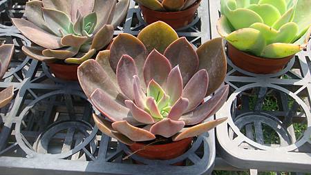 DSC03915.JPG DSC03915.JPG