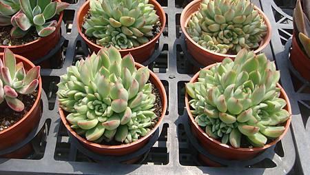 DSC03916.JPG DSC03916.JPG