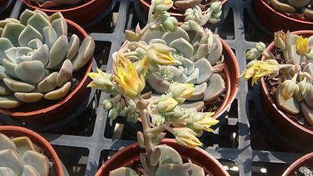 DSC03919.JPG DSC03919.JPG