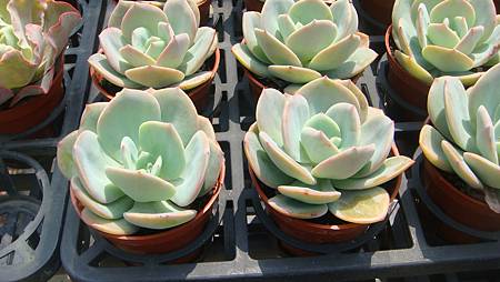 DSC03923.JPG DSC03923.JPG