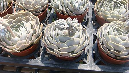 DSC03924.JPG DSC03924.JPG