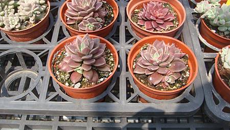 DSC03925.JPG DSC03925.JPG