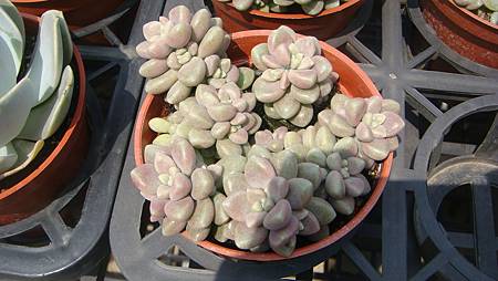 DSC03927.JPG DSC03927.JPG