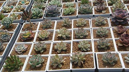 DSC03967.JPG DSC03967.JPG