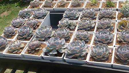 DSC03968.JPG DSC03968.JPG