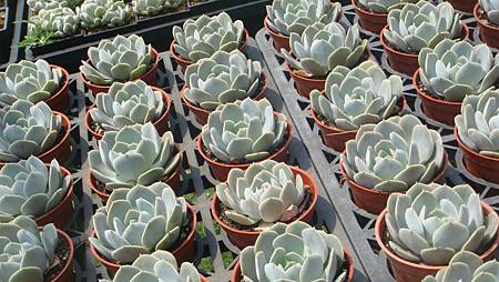 DSC03972.JPG DSC03972.JPG