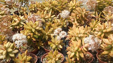 DSC03974.JPG DSC03974.JPG