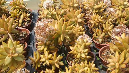 DSC03975.JPG DSC03975.JPG