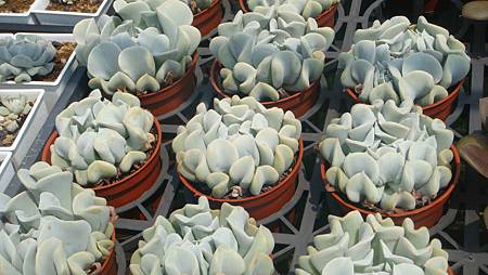 DSC03977.JPG DSC03977.JPG