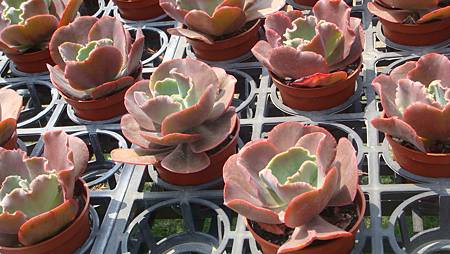 DSC03980.JPG DSC03980.JPG