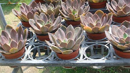 DSC03979.JPG DSC03979.JPG