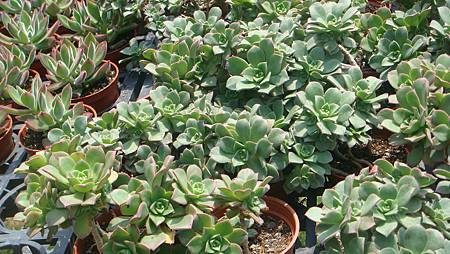 DSC03981.JPG DSC03981.JPG