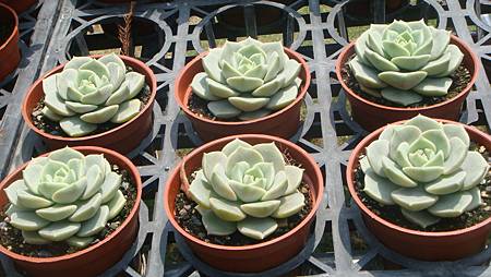 DSC03982.JPG DSC03982.JPG