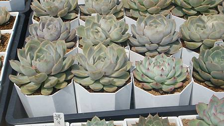 DSC03989.JPG DSC03989.JPG