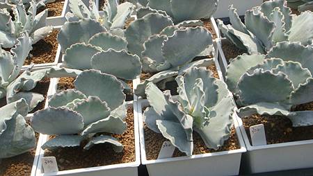 DSC03991.JPG DSC03991.JPG