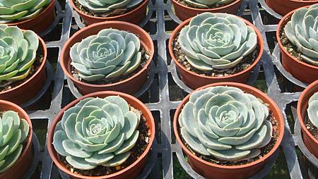 DSC03992.JPG DSC03992.JPG