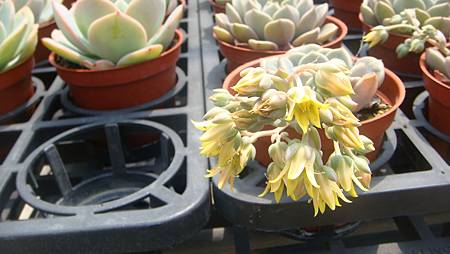 DSC03993.JPG DSC03993.JPG