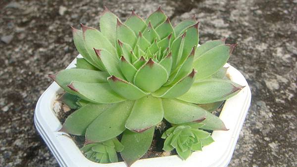 DSC04401.JPG DSC04401.JPG