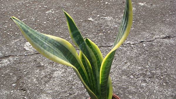 DSC05217.JPG DSC05217.JPG