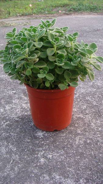 DSC06149.JPG DSC06149.JPG