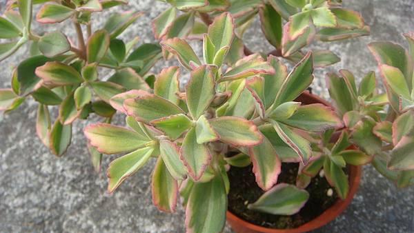 DSC06185.JPG DSC06185.JPG