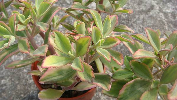 DSC06189.JPG DSC06189.JPG