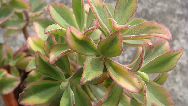 DSC06193.JPG DSC06193.JPG