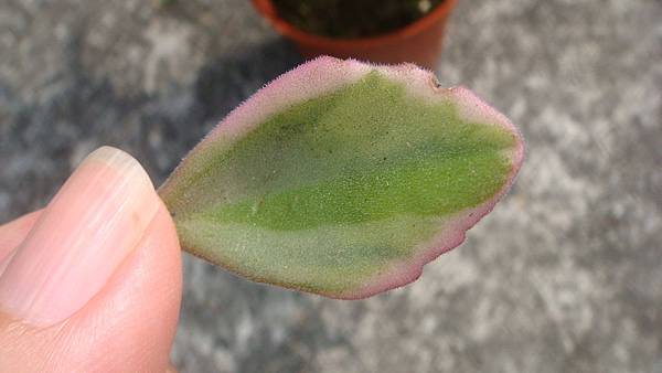 DSC06194.JPG DSC06194.JPG