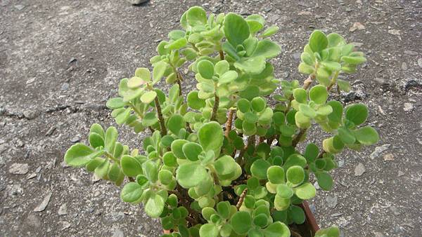 DSC06261.JPG DSC06261.JPG